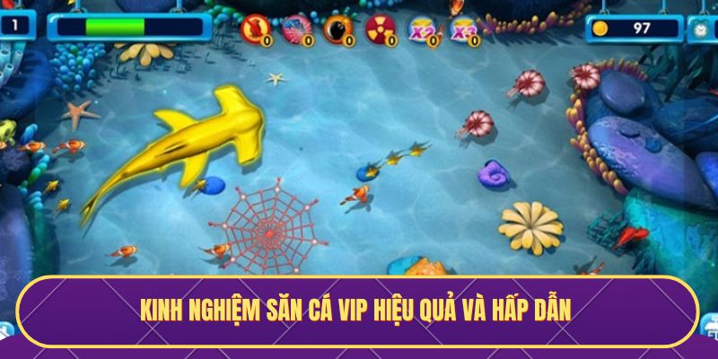 Kinh nghiệm săn cá Vip hiệu quả và hấp dẫn