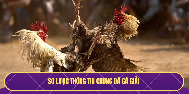 Sơ lược thông tin chung đá gà giải