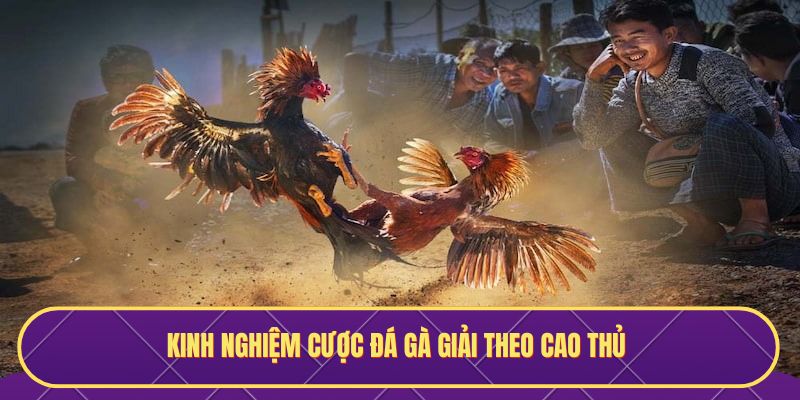 Kinh nghiệm cược đá gà giải theo cao thủ