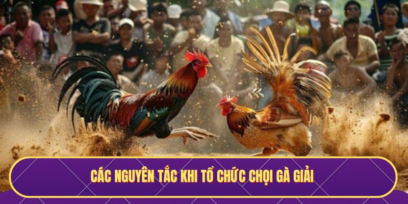Các nguyên tắc khi tổ chức chọi gà giải