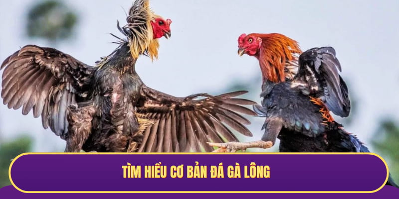Tìm hiểu cơ bản đá gà lông