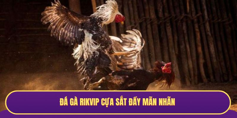Đá gà Rikvip cựa sắt đầy mãn nhãn