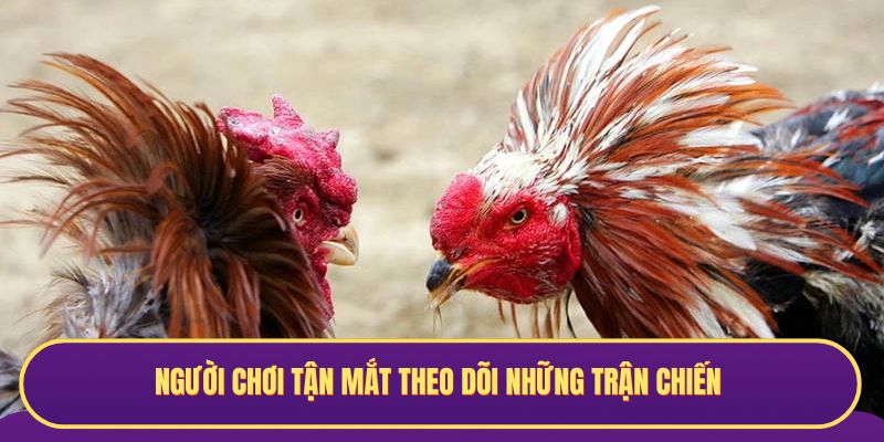 Người chơi tận mắt theo dõi những trận chiến