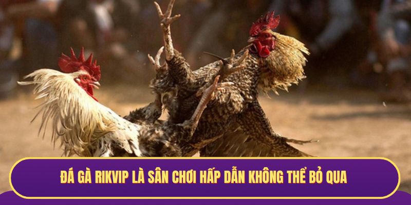 Đá gà Rikvip là sân chơi hấp dẫn không thể bỏ qua