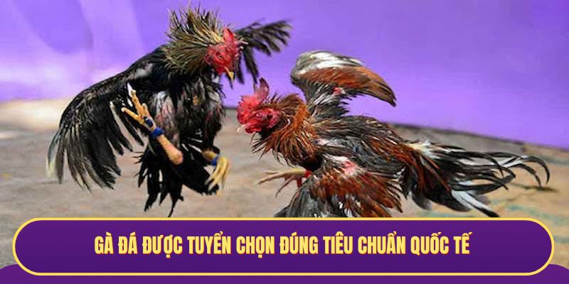 Gà đá được tuyển chọn đúng tiêu chuẩn quốc tế