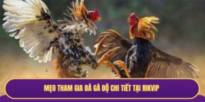 Mẹo tham gia đá gà độ chi tiết tại RIKVIP