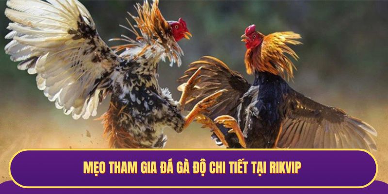 Mẹo tham gia đá gà độ chi tiết tại RIKVIP