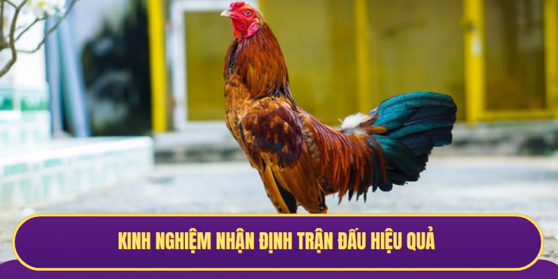 Kinh nghiệm nhận định kết quả chọi kê chắc thắng