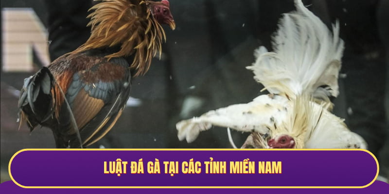 Luật đá gà tại các tỉnh miền Nam