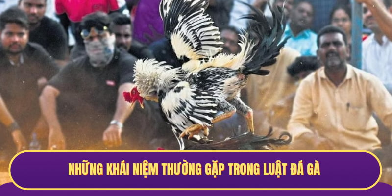 Những khái niệm thường gặp trong luật đá gà